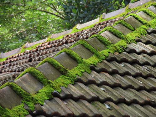 Démoussage de toiture à Pennautier